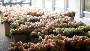 chelsea flower show